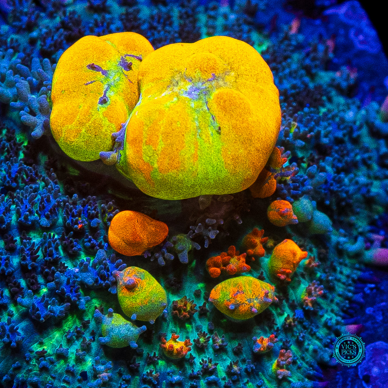 WWC OG Bounce Mushroom