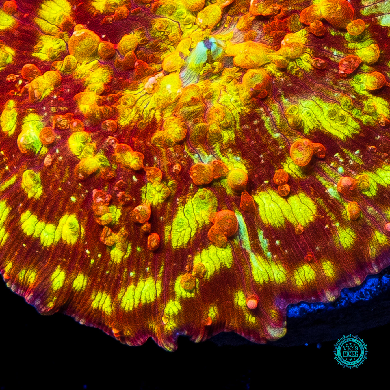 Infernal Flame Mushroom