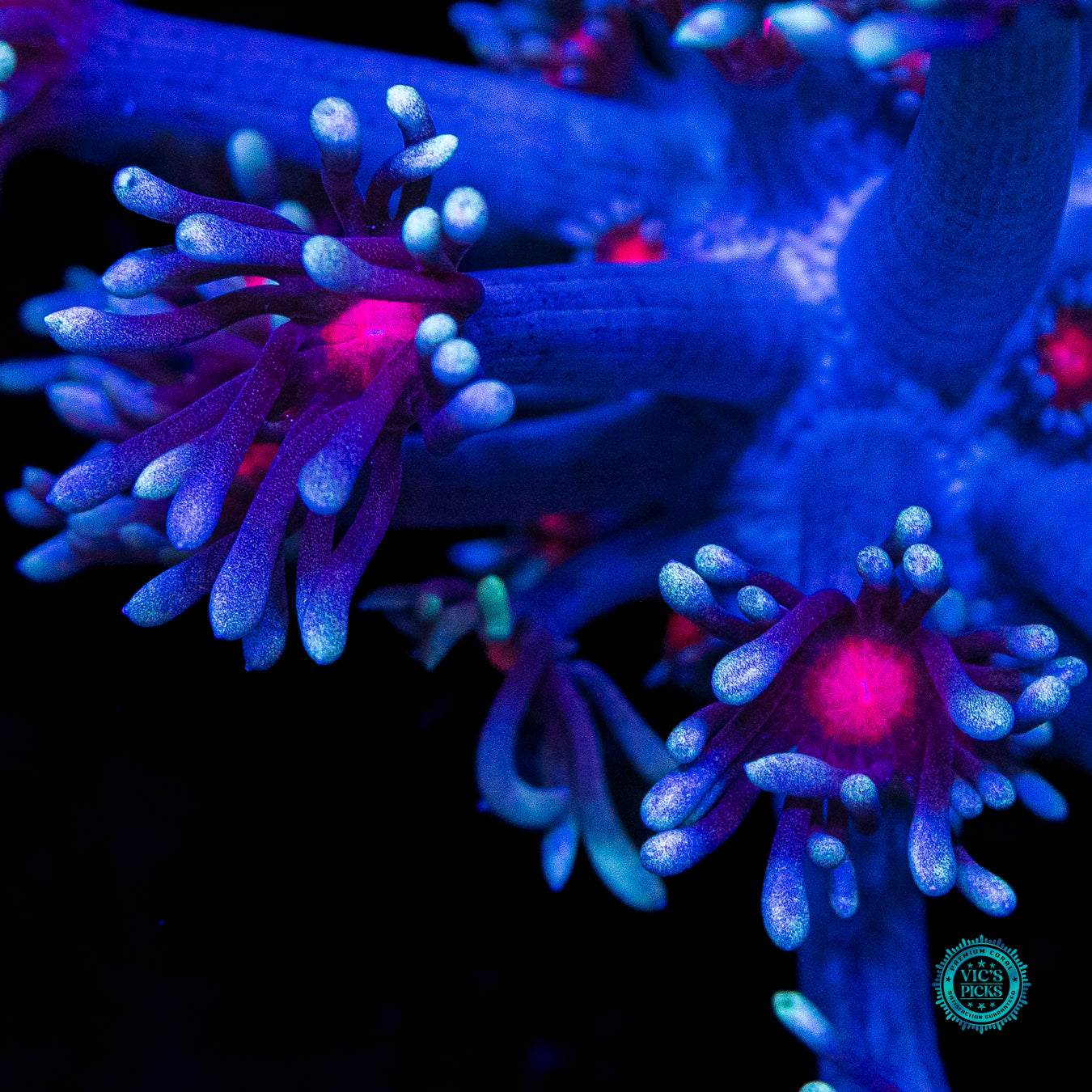 WWC Bloodshot Goniopora