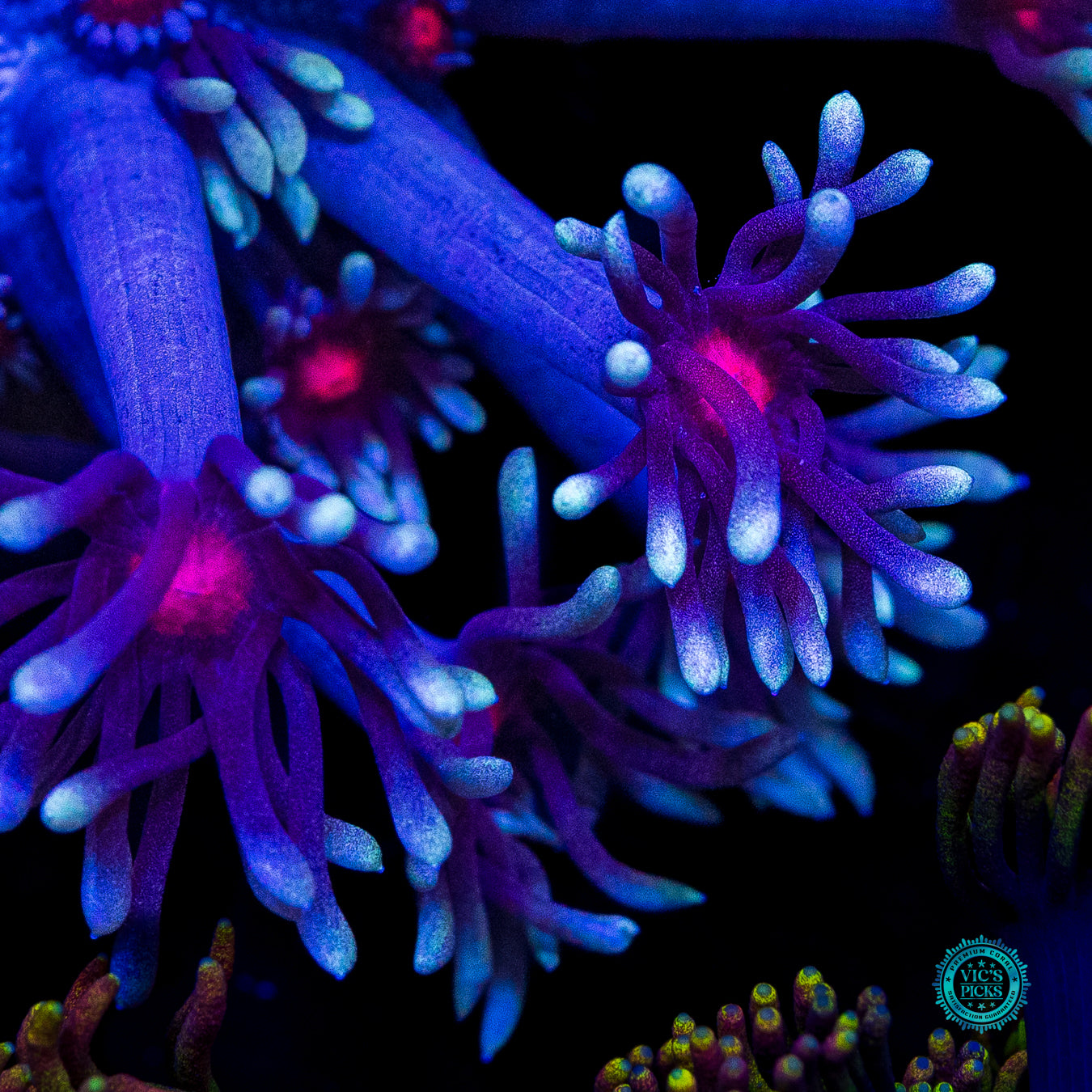 WWC Bloodshot Goniopora