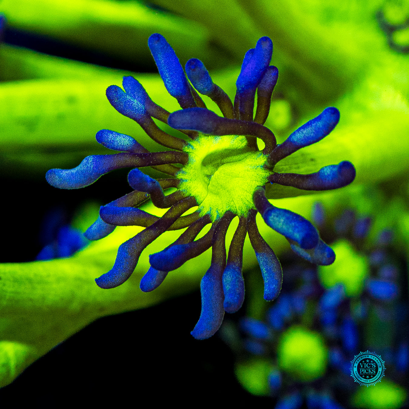 XXL WWC Shadow Flame Goniopora