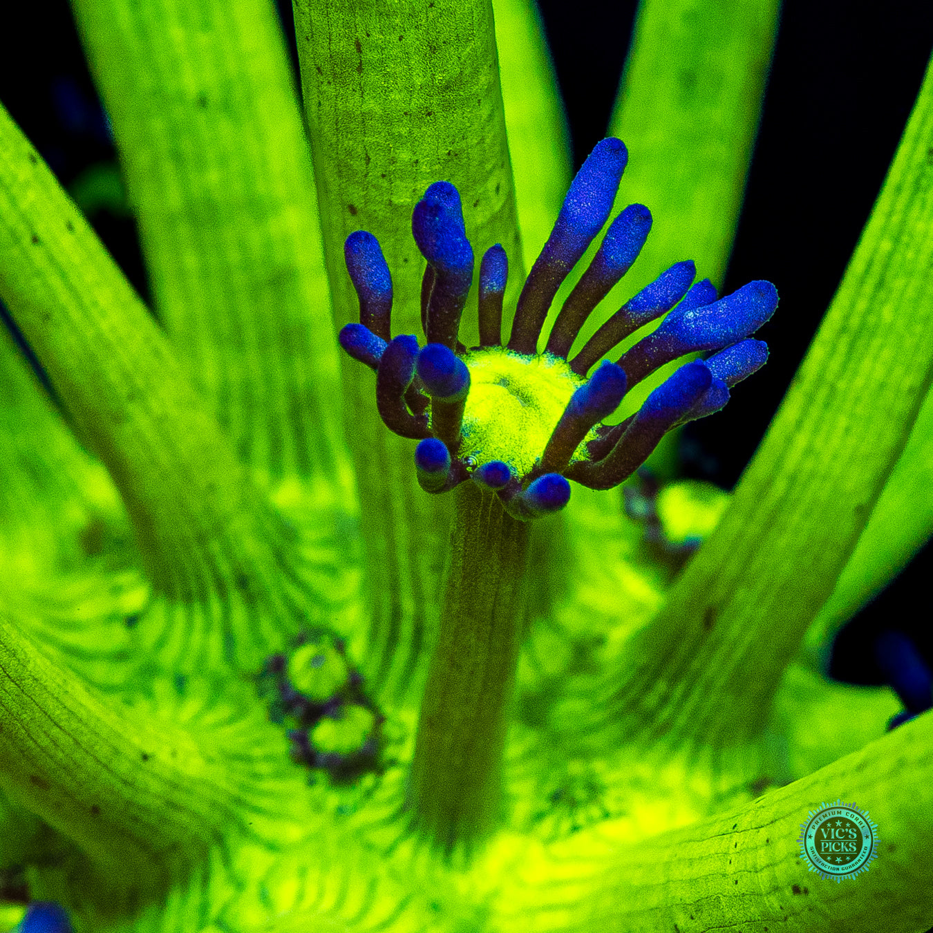 XXL WWC Shadow Flame Goniopora