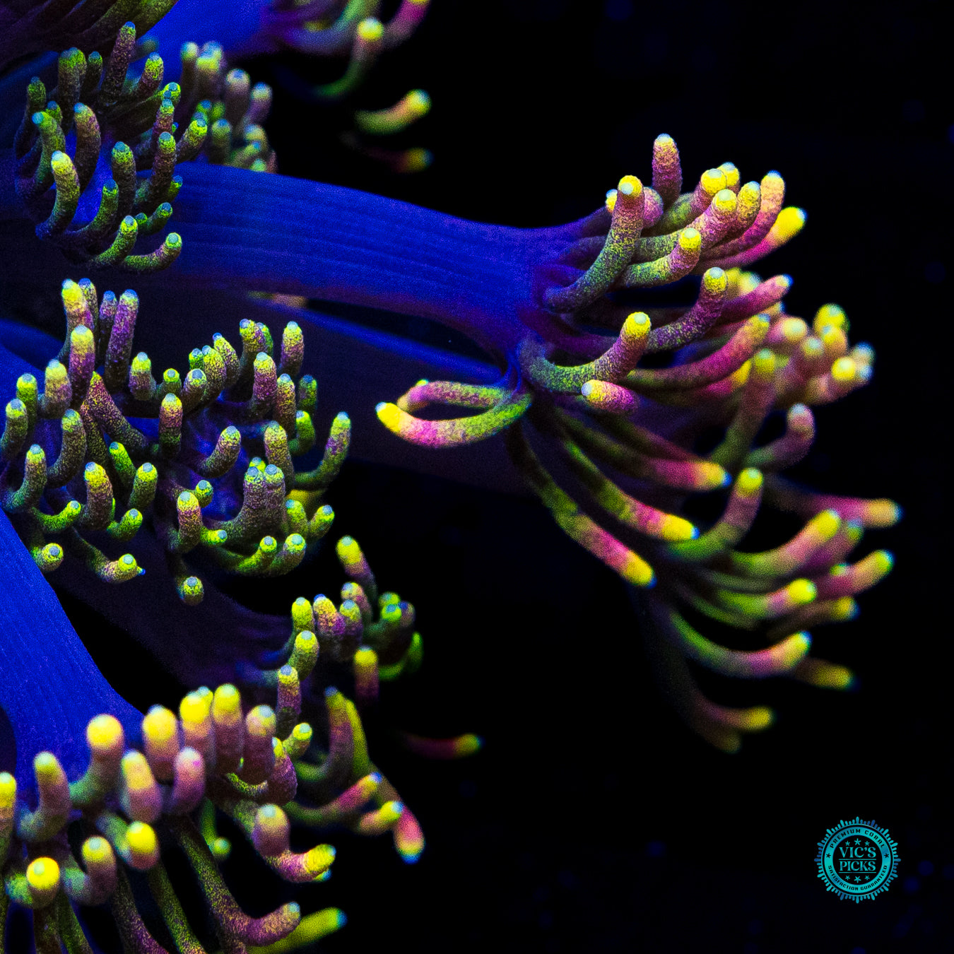 WWC Sunflower Goniopora