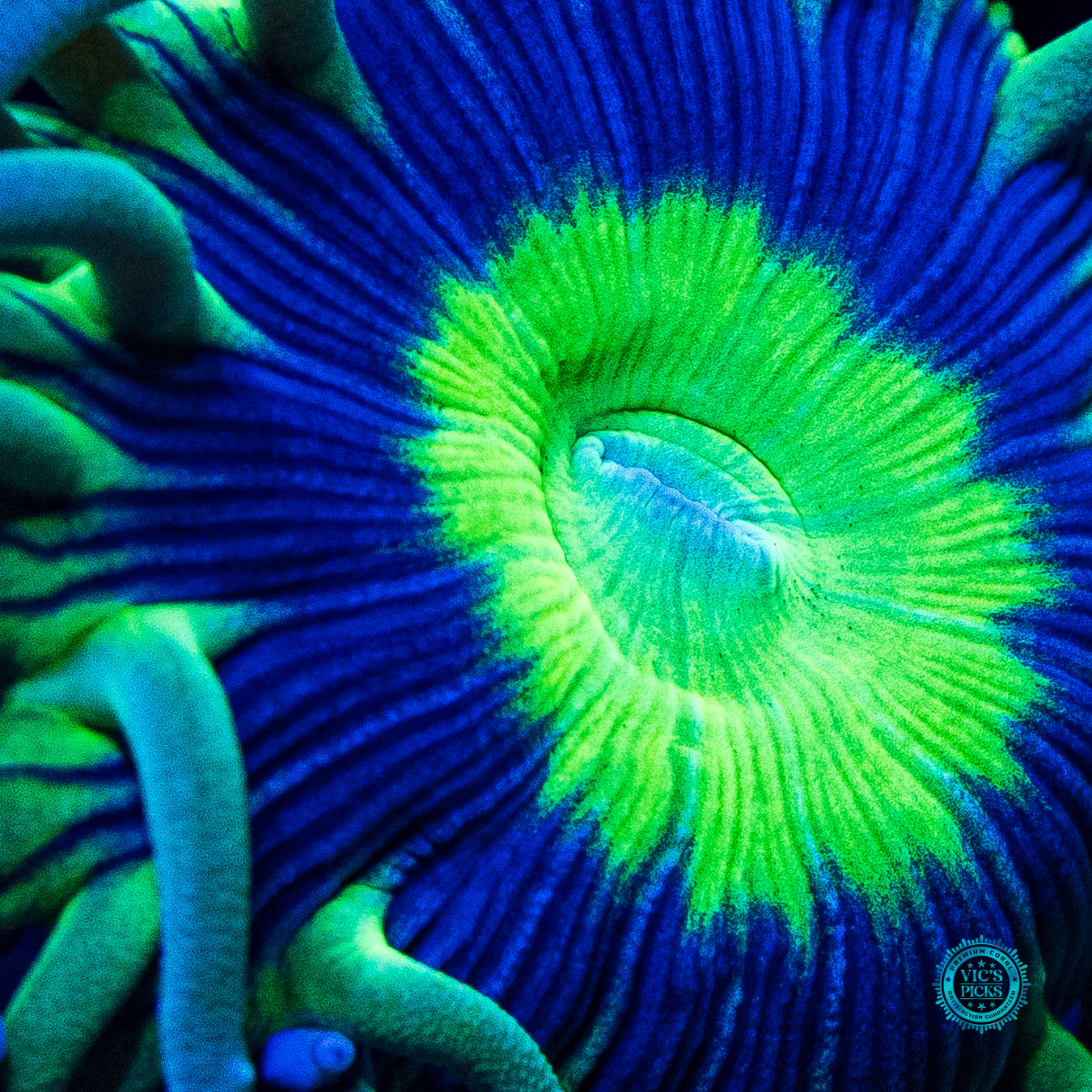 WWC Dream Catcher Duncan