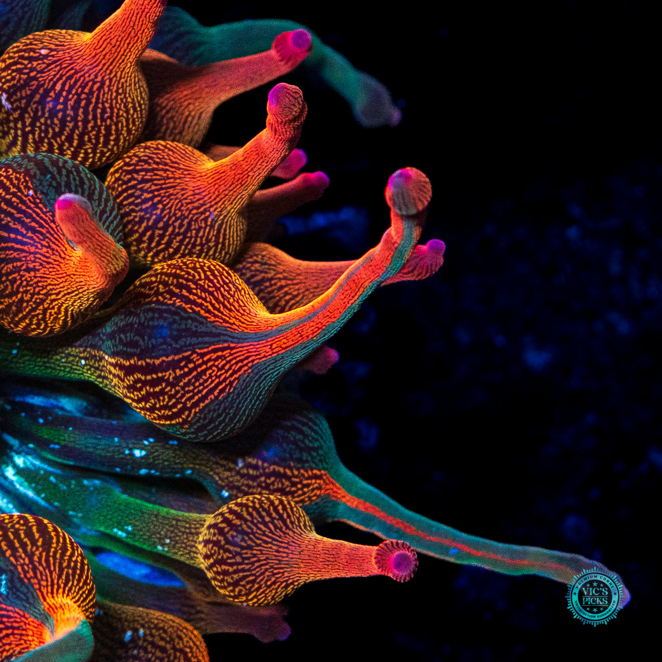 Nexus Burst Grafted Anemone