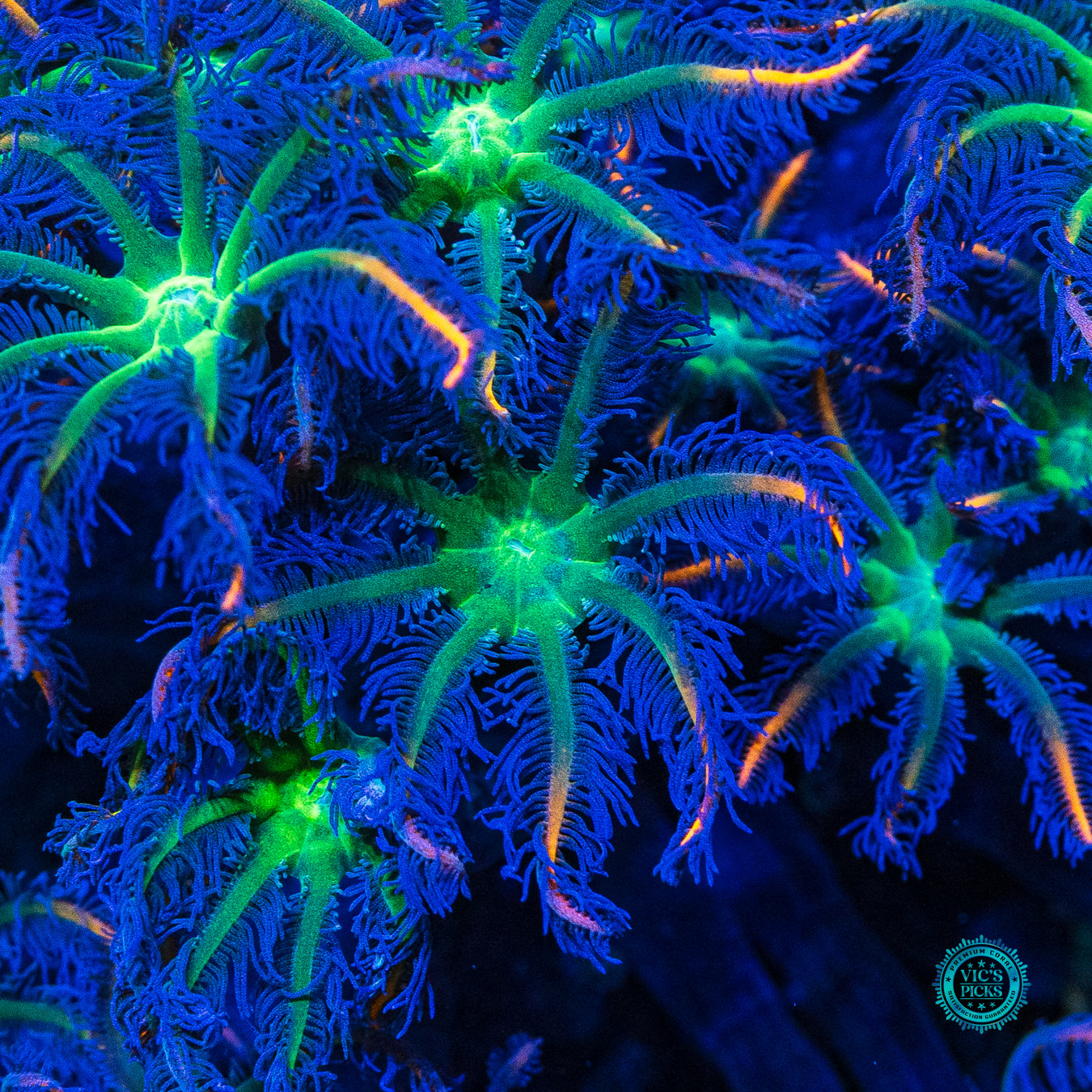 XXL Fireworks Clove Polyps