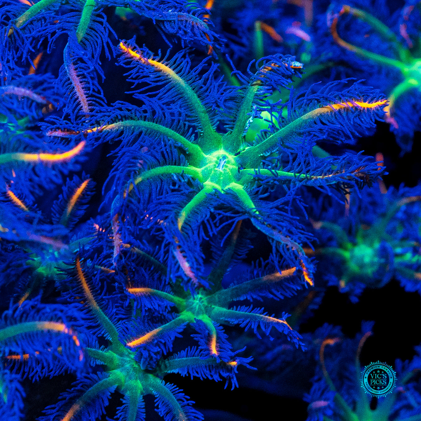 XXL Fireworks Clove Polyps