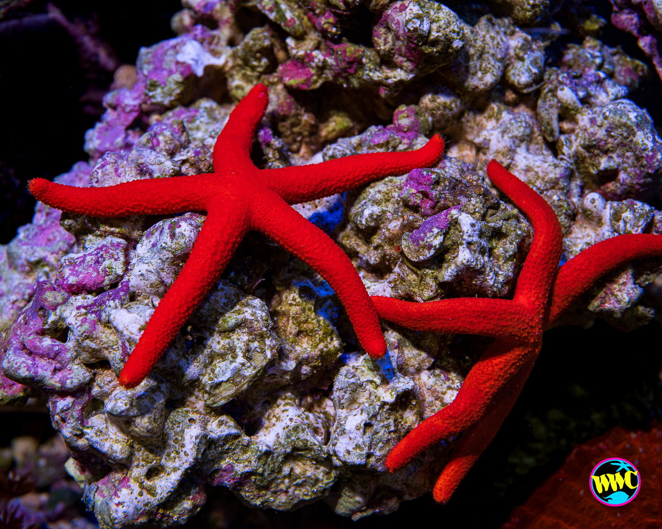 Red Linckia Starfish
