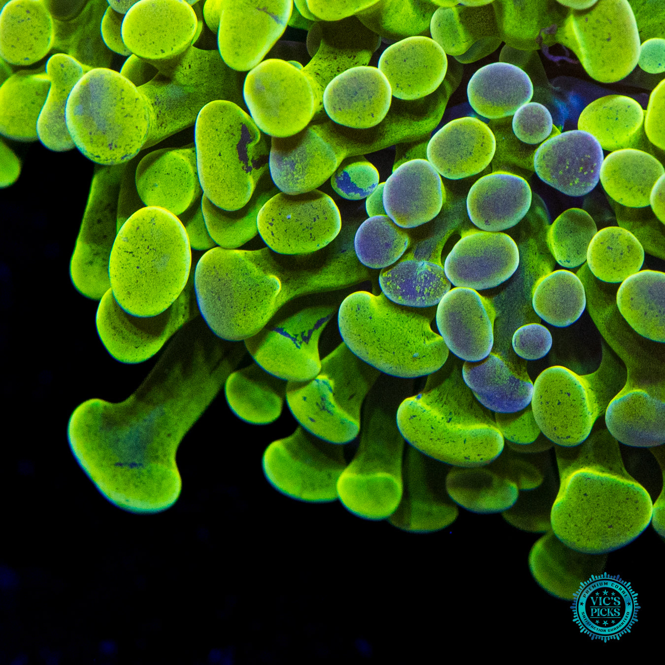 WWC Sunrise Branching Hammer