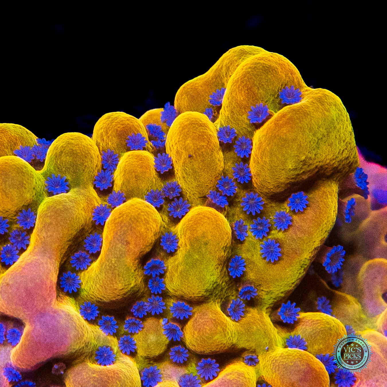 WWC Quicksand Montipora