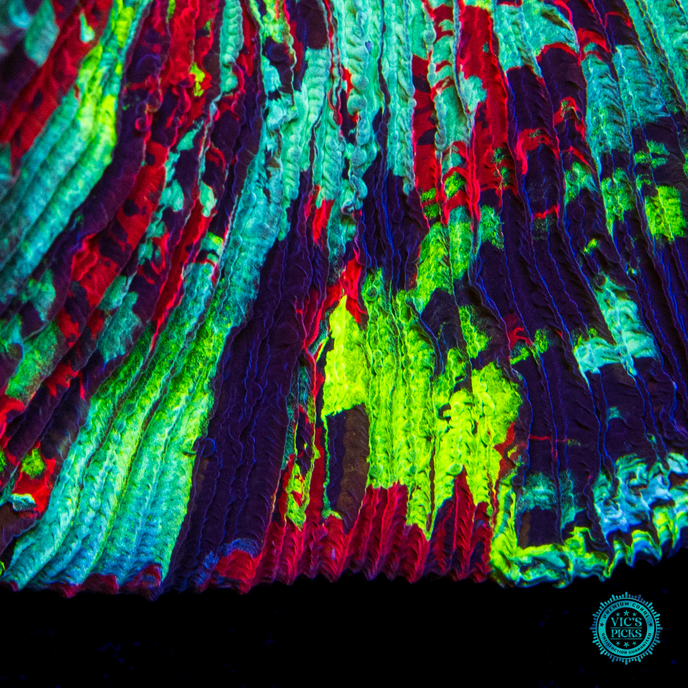 Rainbow Bridge Trachyphyllia