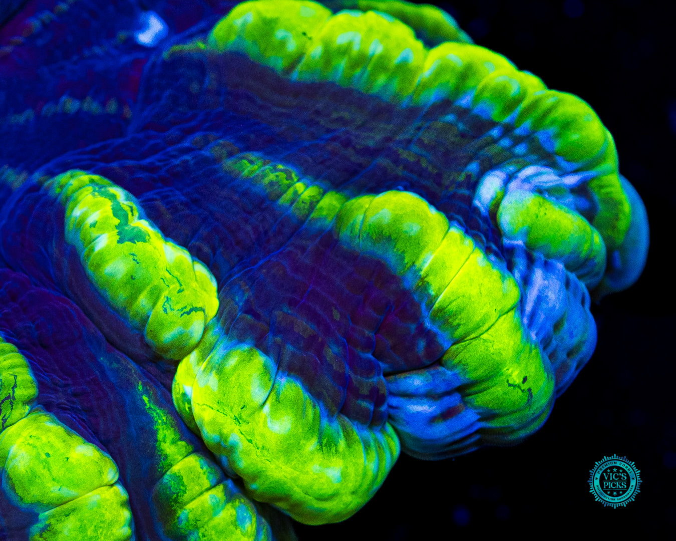 Toxic Avenger Indophyllia