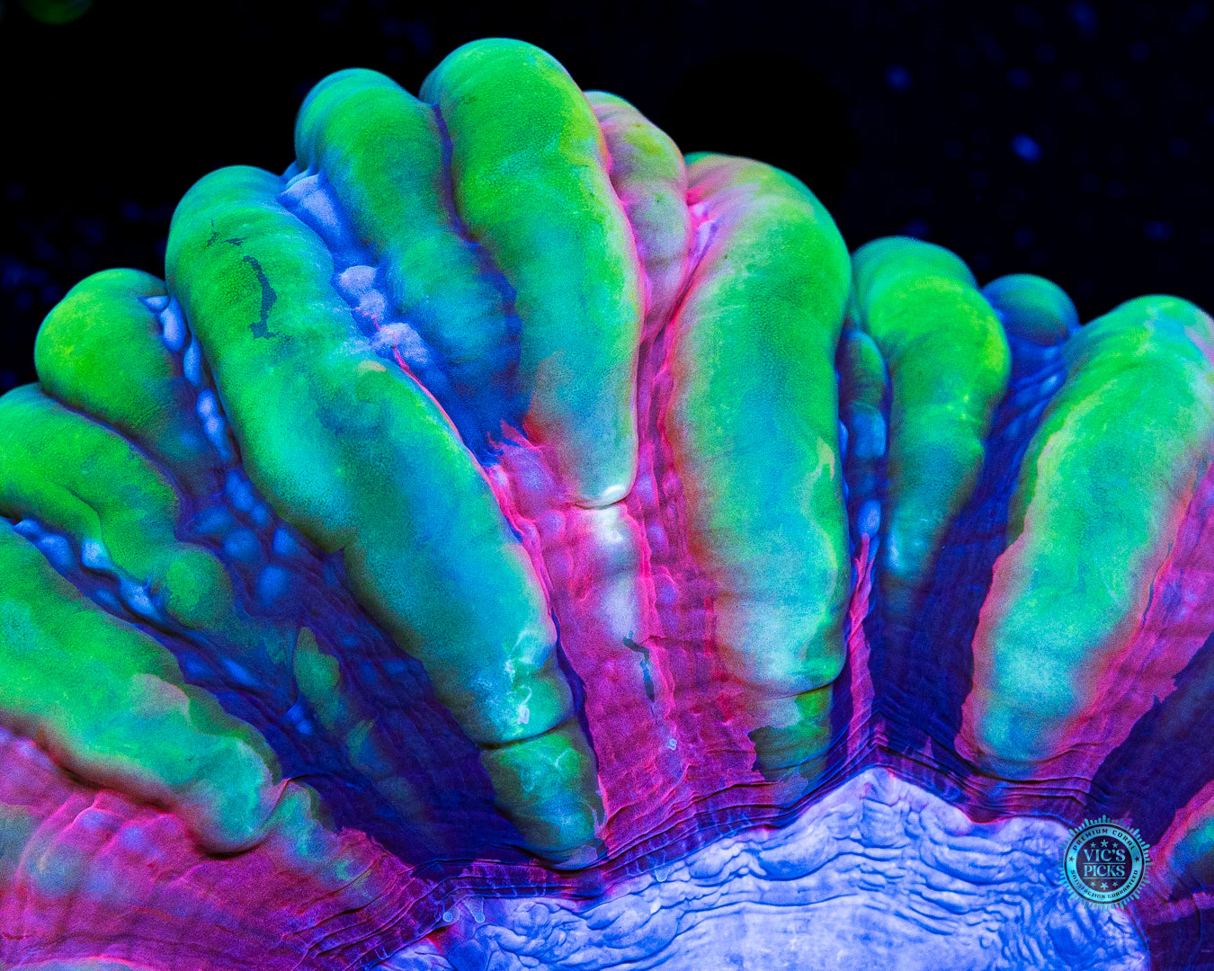 Hive Mind Cynarina