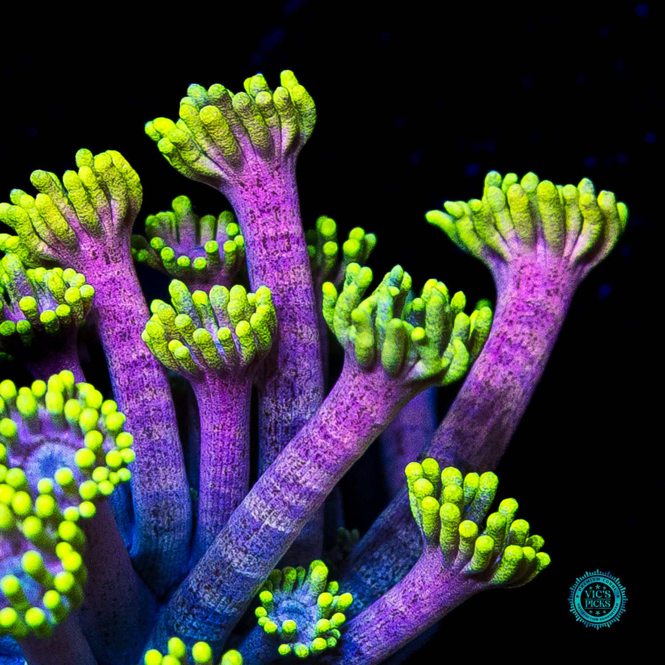 WWC Hail Hydra Goniopora