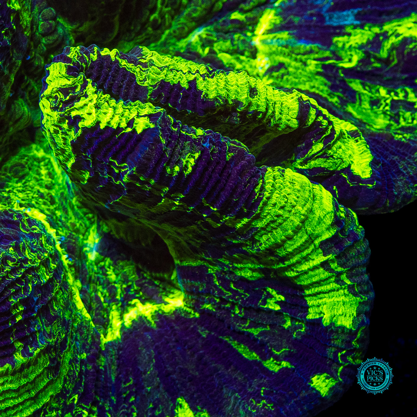 Chamo Chameleon Trachyphyllia