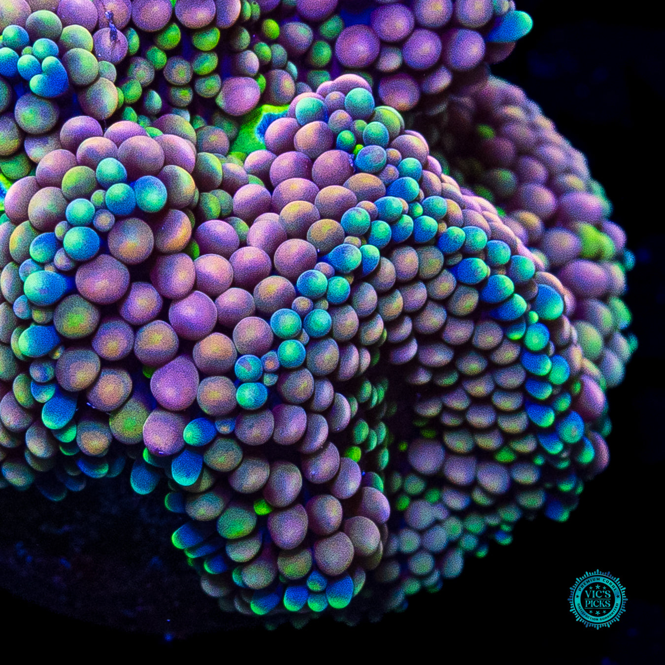 Perfect Peachy King Ricordea Mushroom