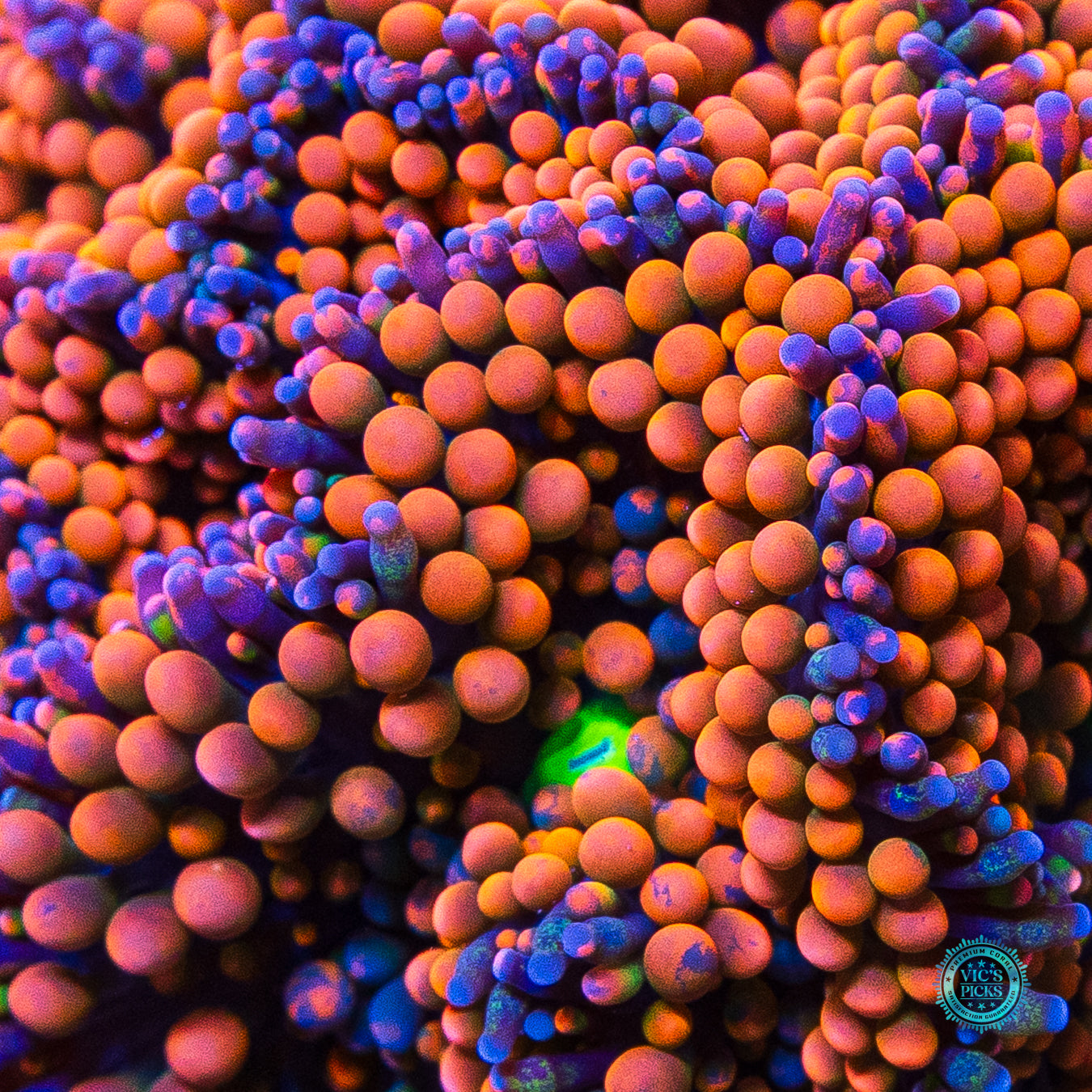 Rainbow Rim Ricordea Mushroom