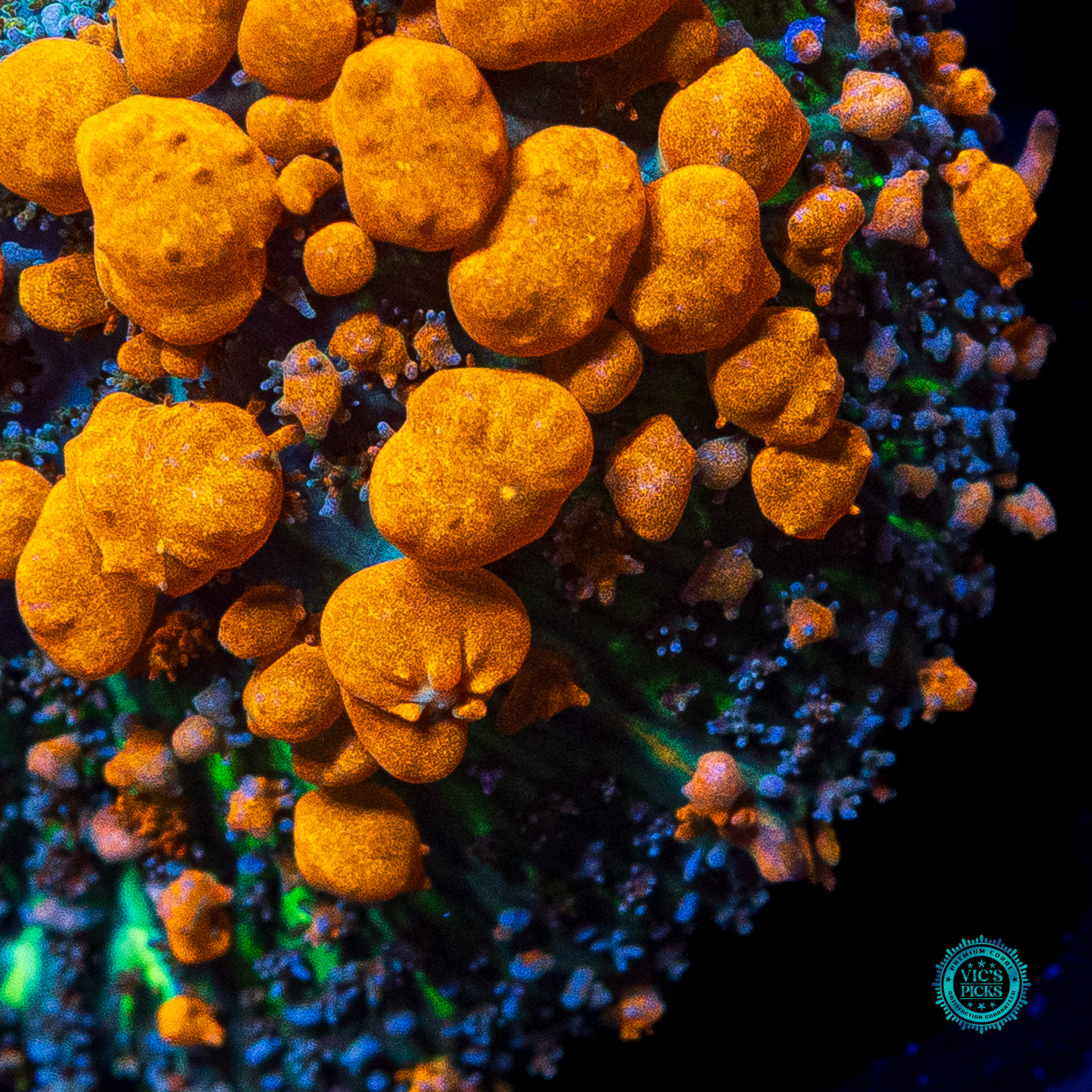 WWC Sunkist Bounce Mushroom