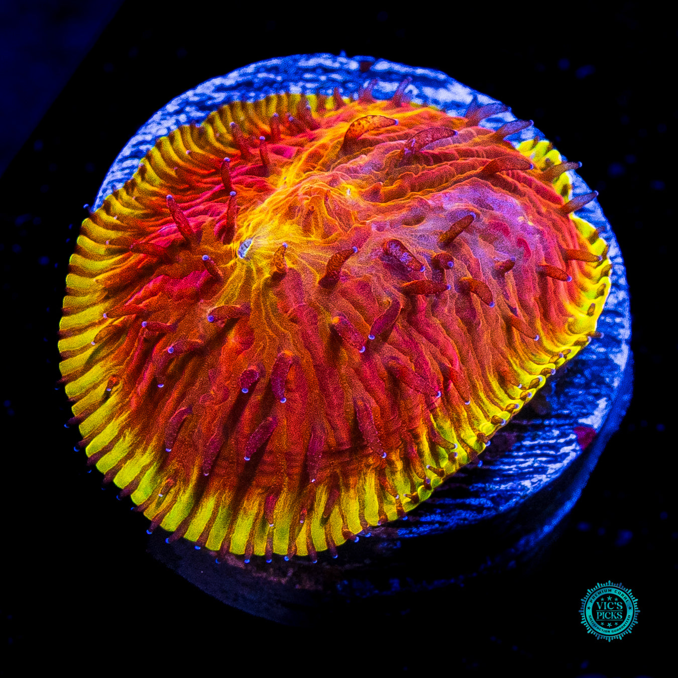 CB Flamethrower Diaseris