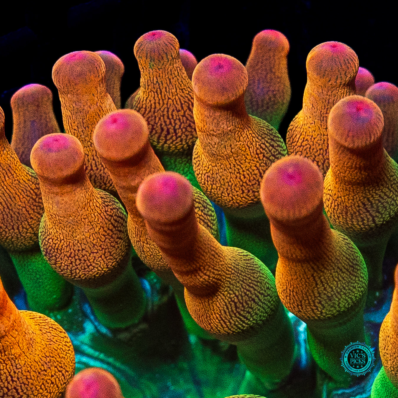 Laser Lights Bubble Anemone