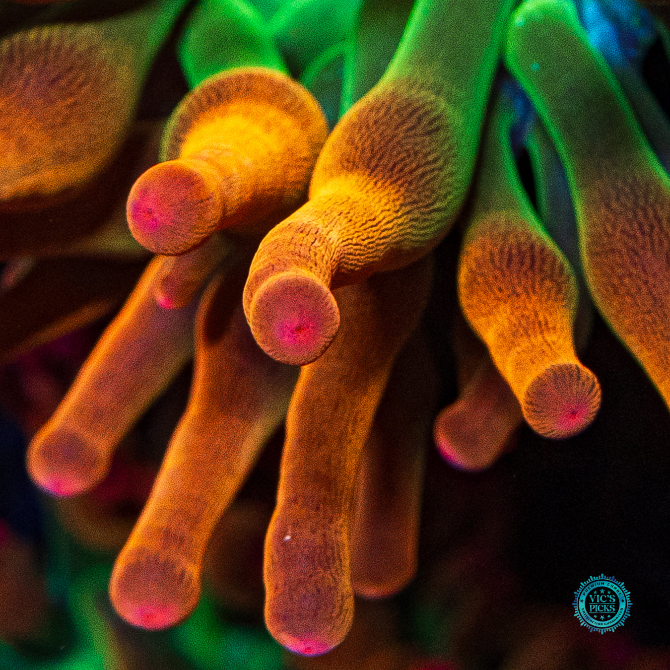 Laser Lights Bubble Anemone
