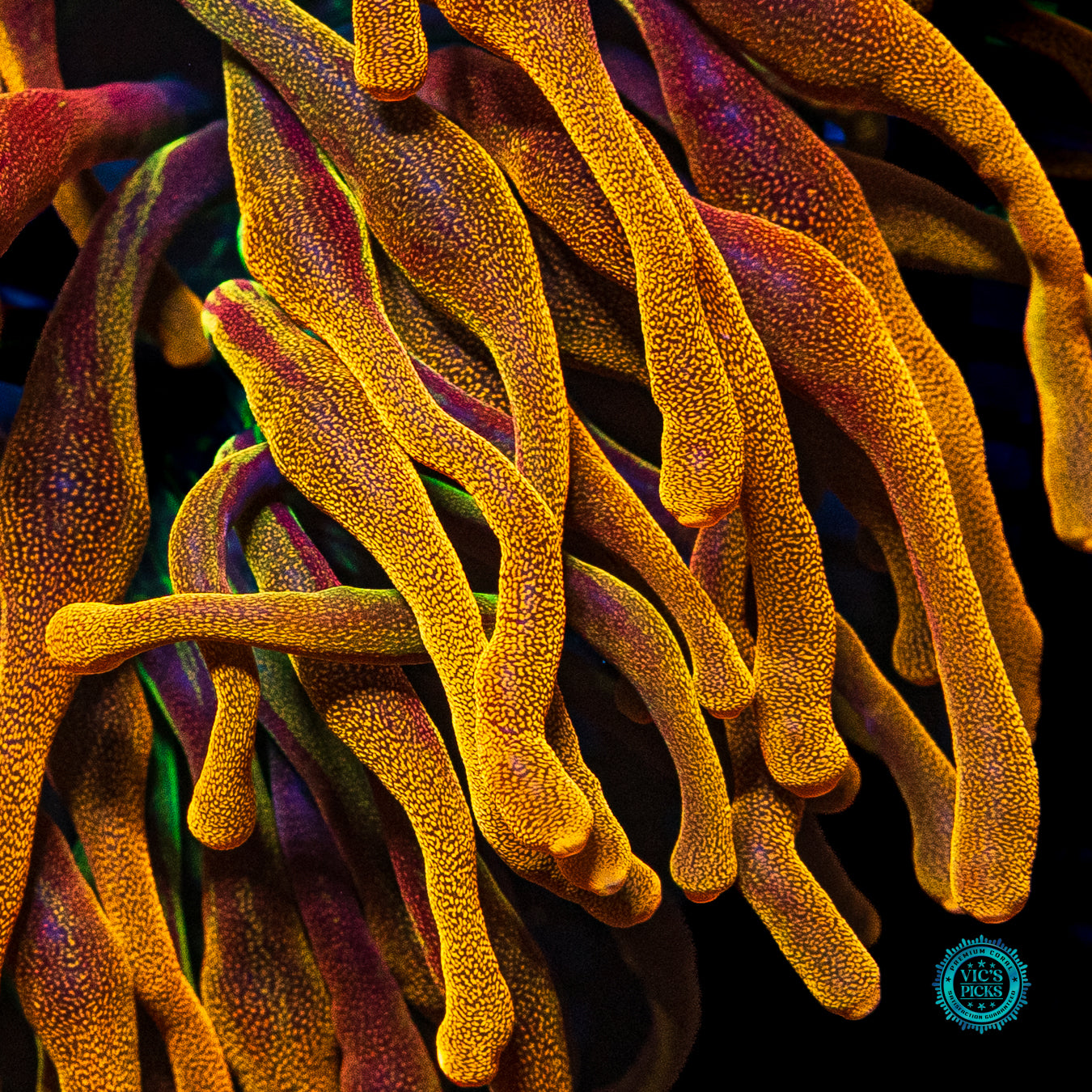 LG Chicago Sunburst Bubble Anemone