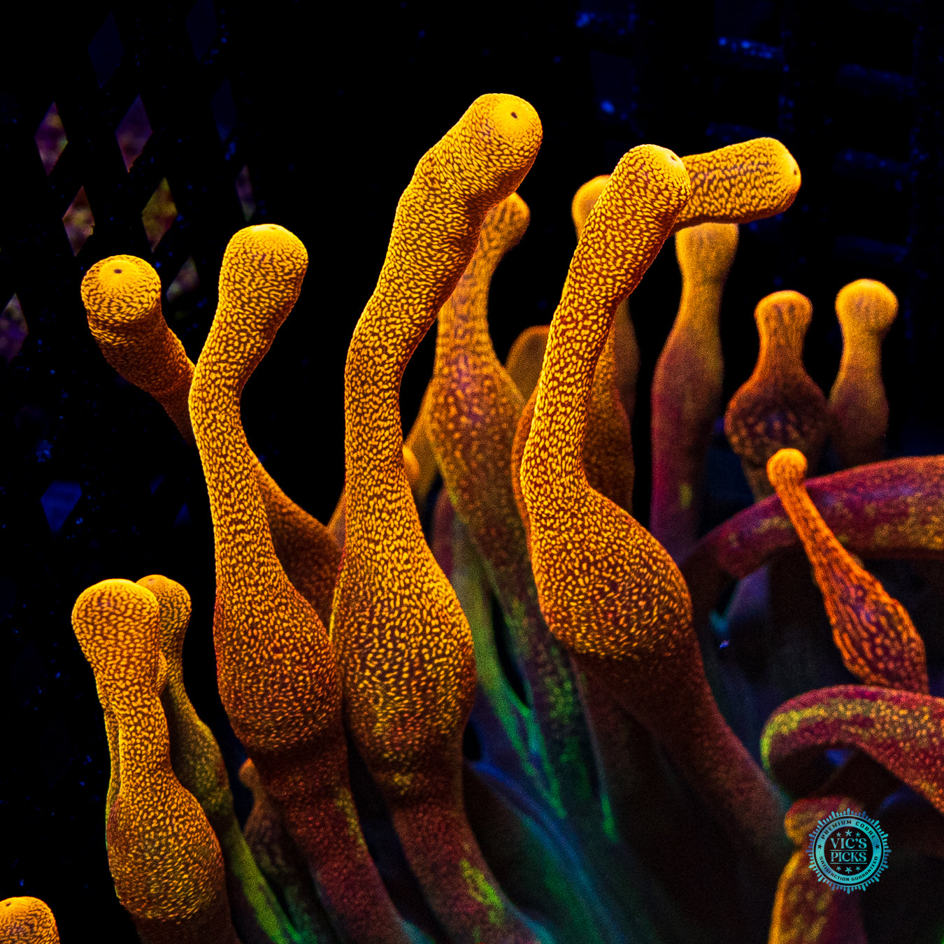 LG Chicago Sunburst Bubble Anemone