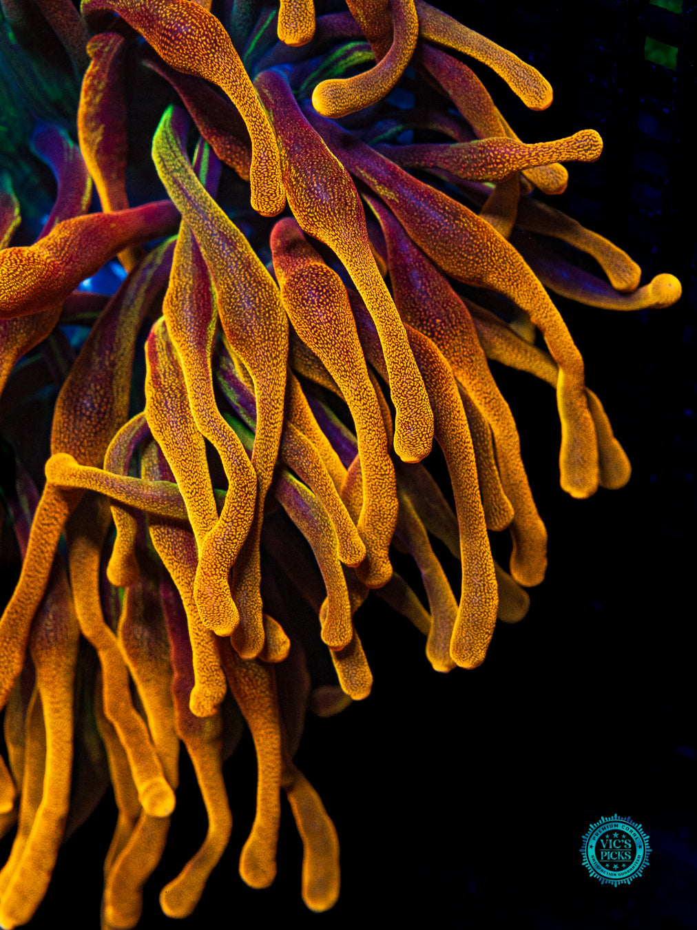 LG Chicago Sunburst Bubble Anemone