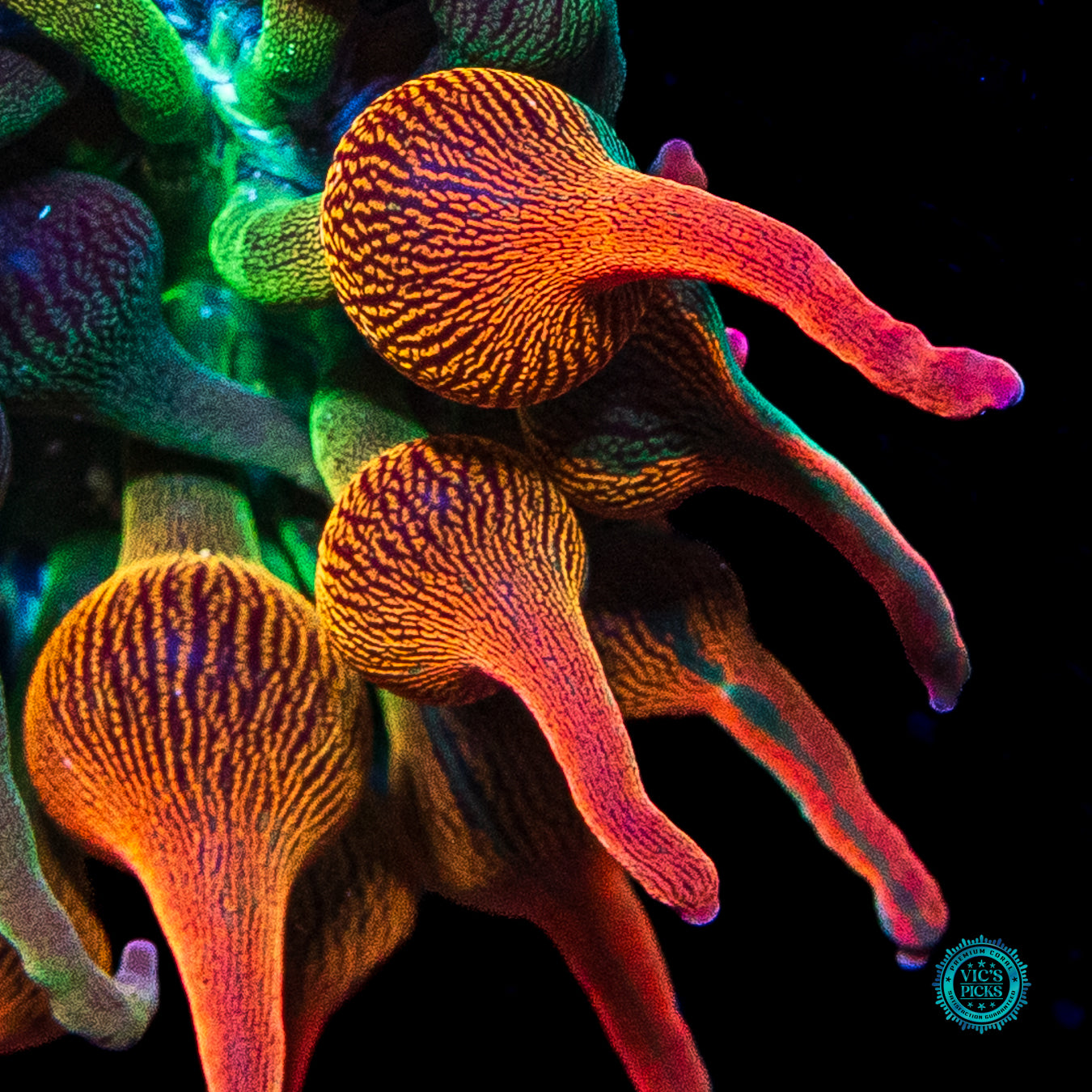 Nexus Burst Grafted Bubble Anemone