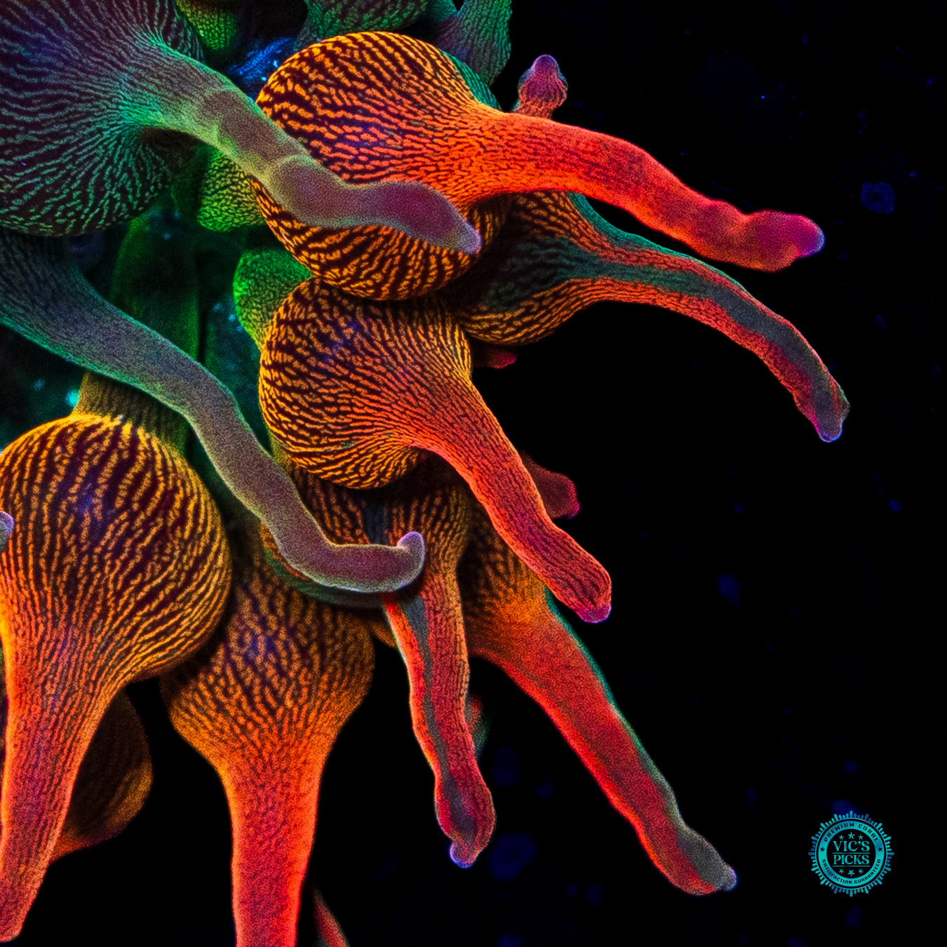 Nexus Burst Grafted Bubble Anemone