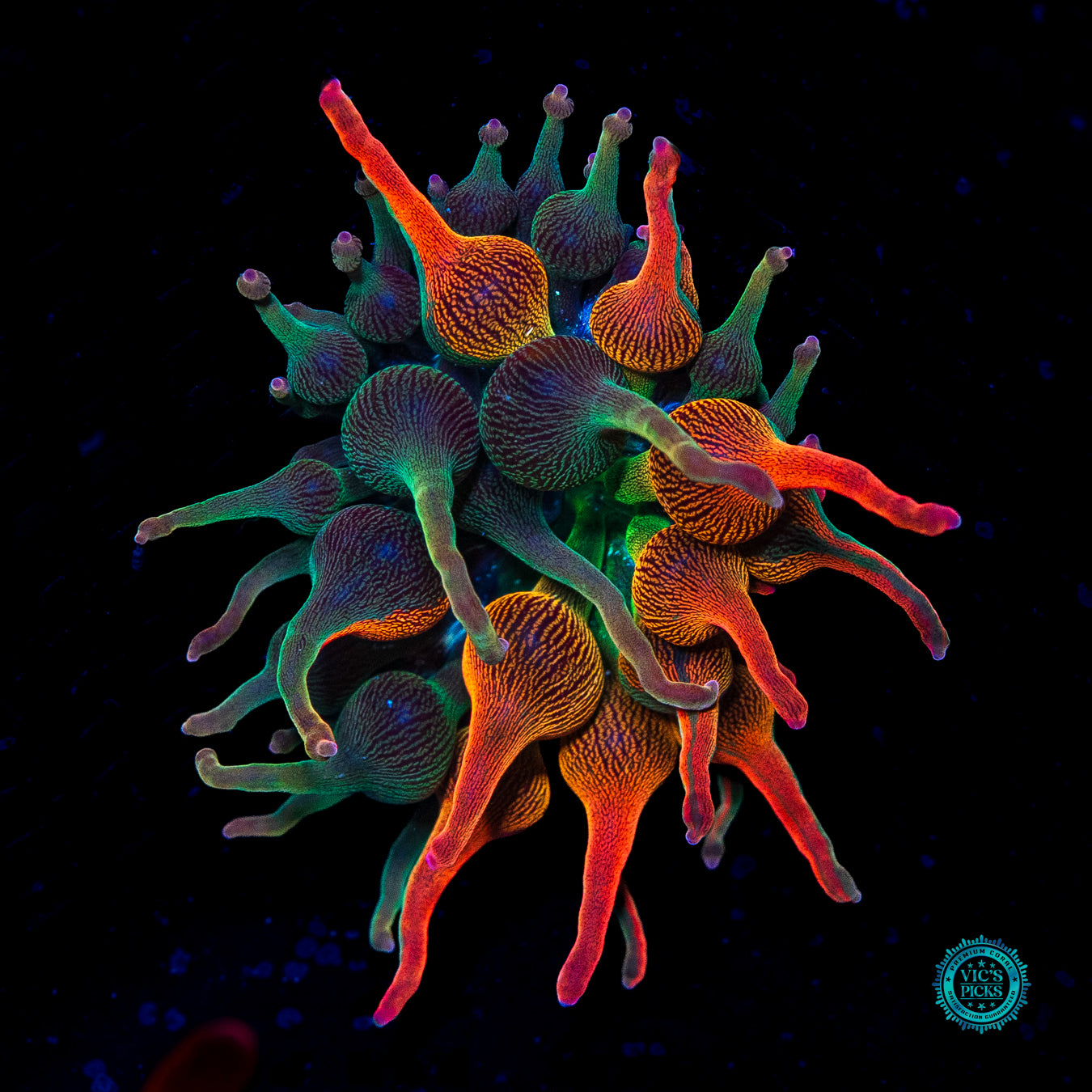 Nexus Burst Grafted Bubble Anemone