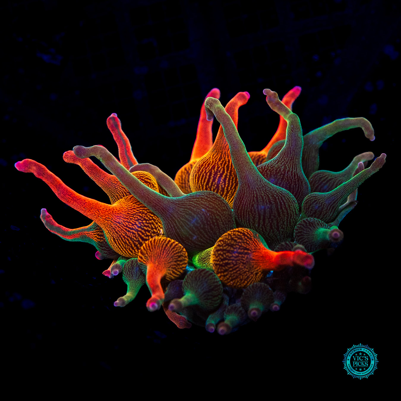 Nexus Burst Grafted Bubble Anemone