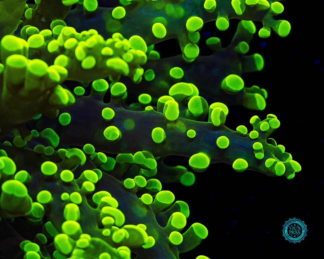 Jolly Green Wall Frogspawn