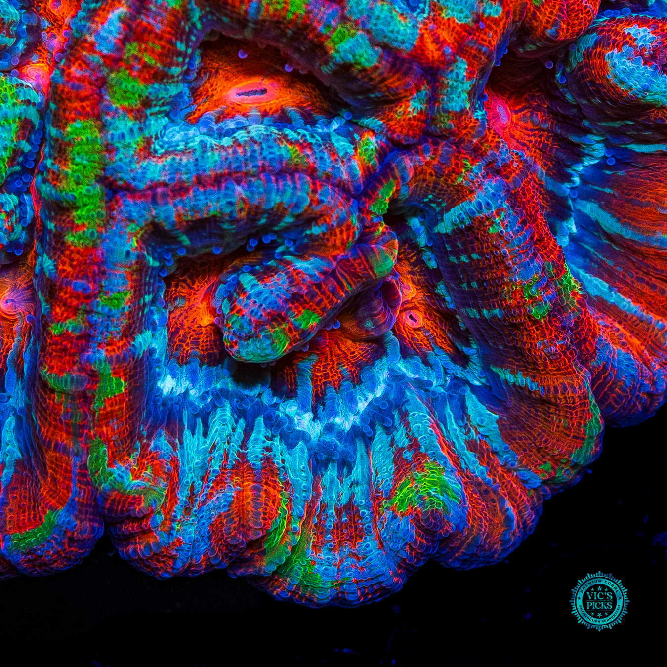Blood Tiger Symphyllia WIlsoni