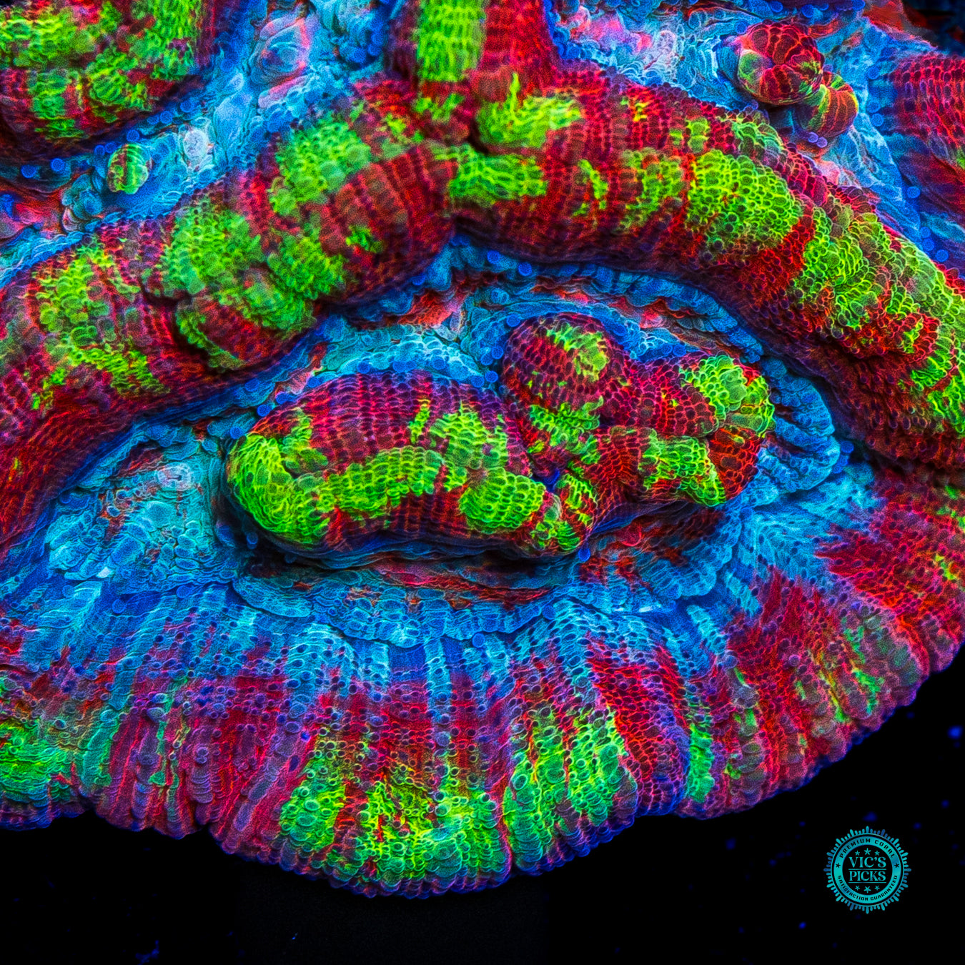 Ice Tiger Symphyllia Wilsoni