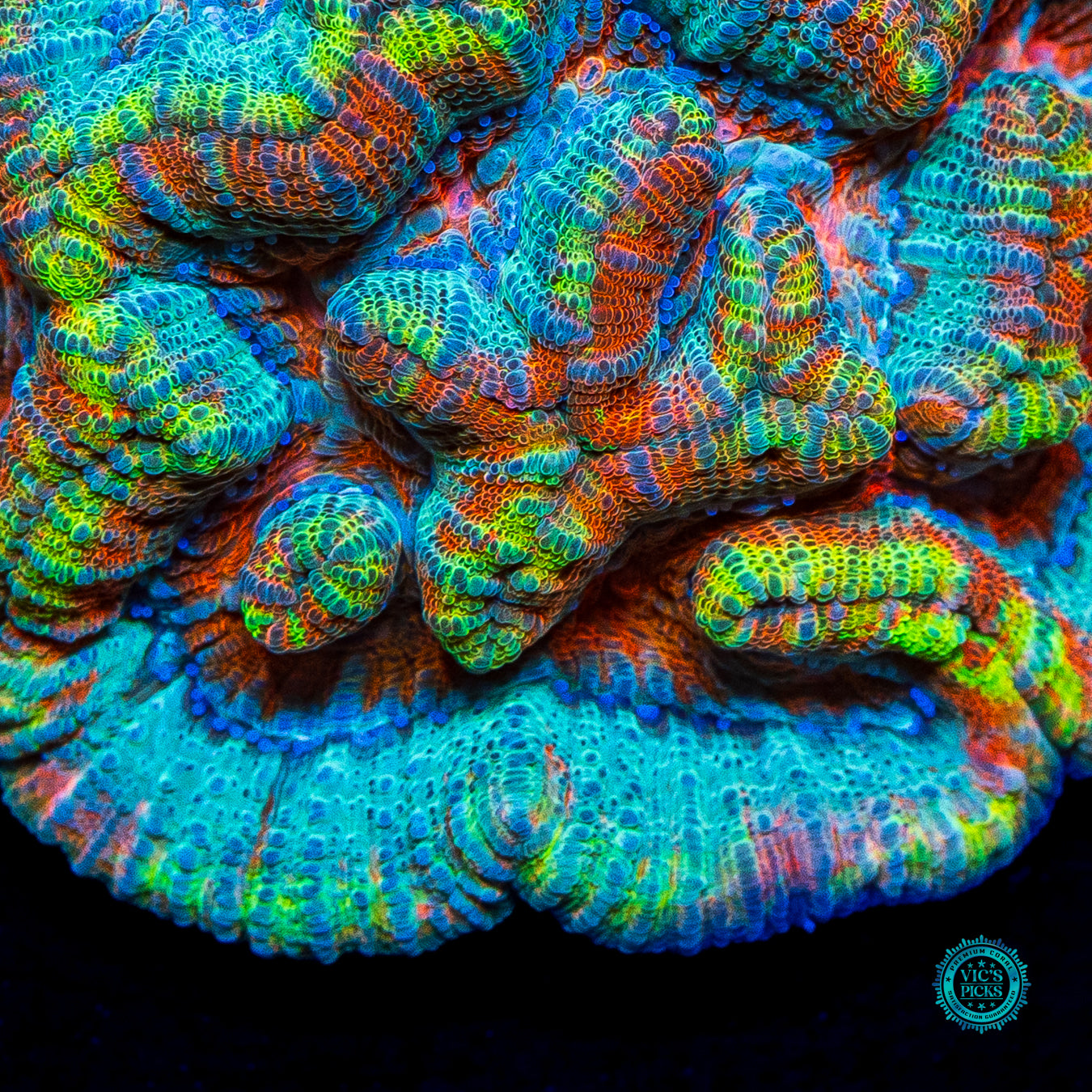 Teal Tiger Symphyllia Wilsoni
