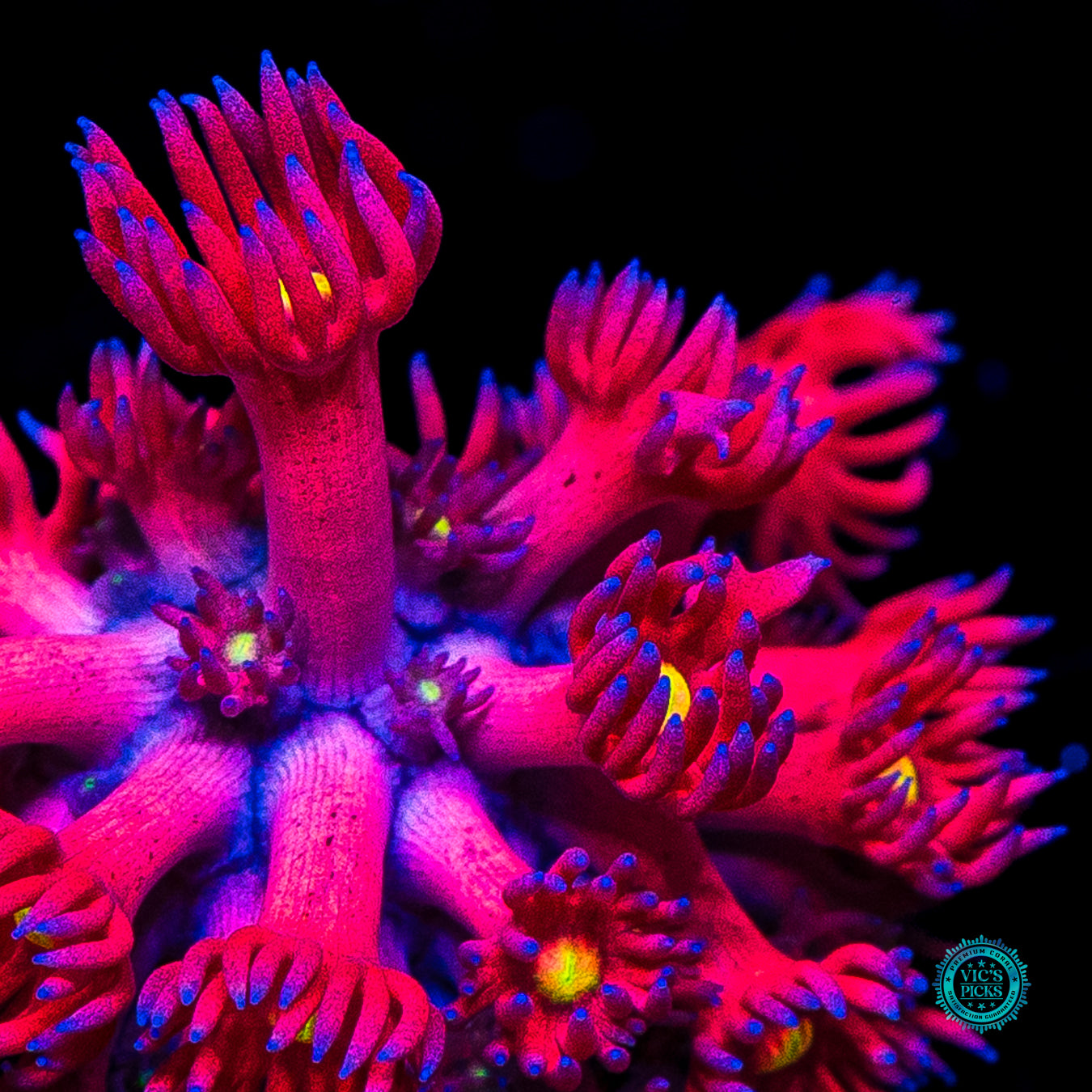 WWC Cherry Bonkerz Goniopora