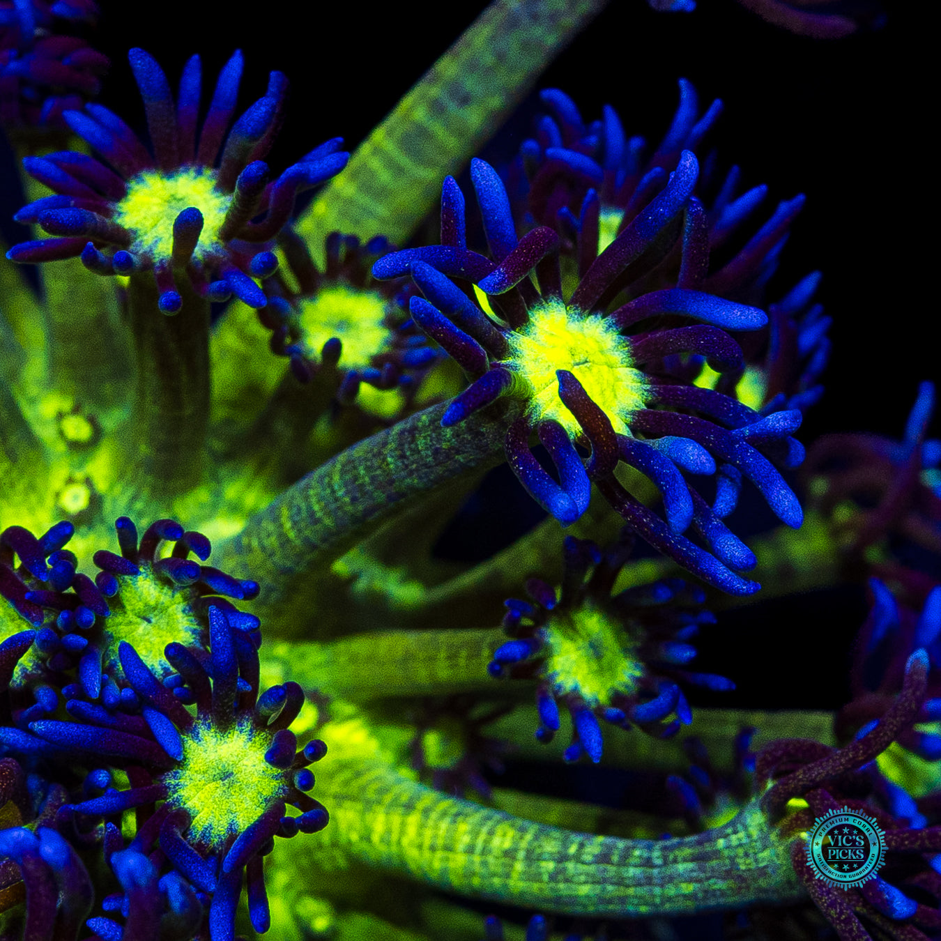 XL WWC Shadow Flame Goniopora