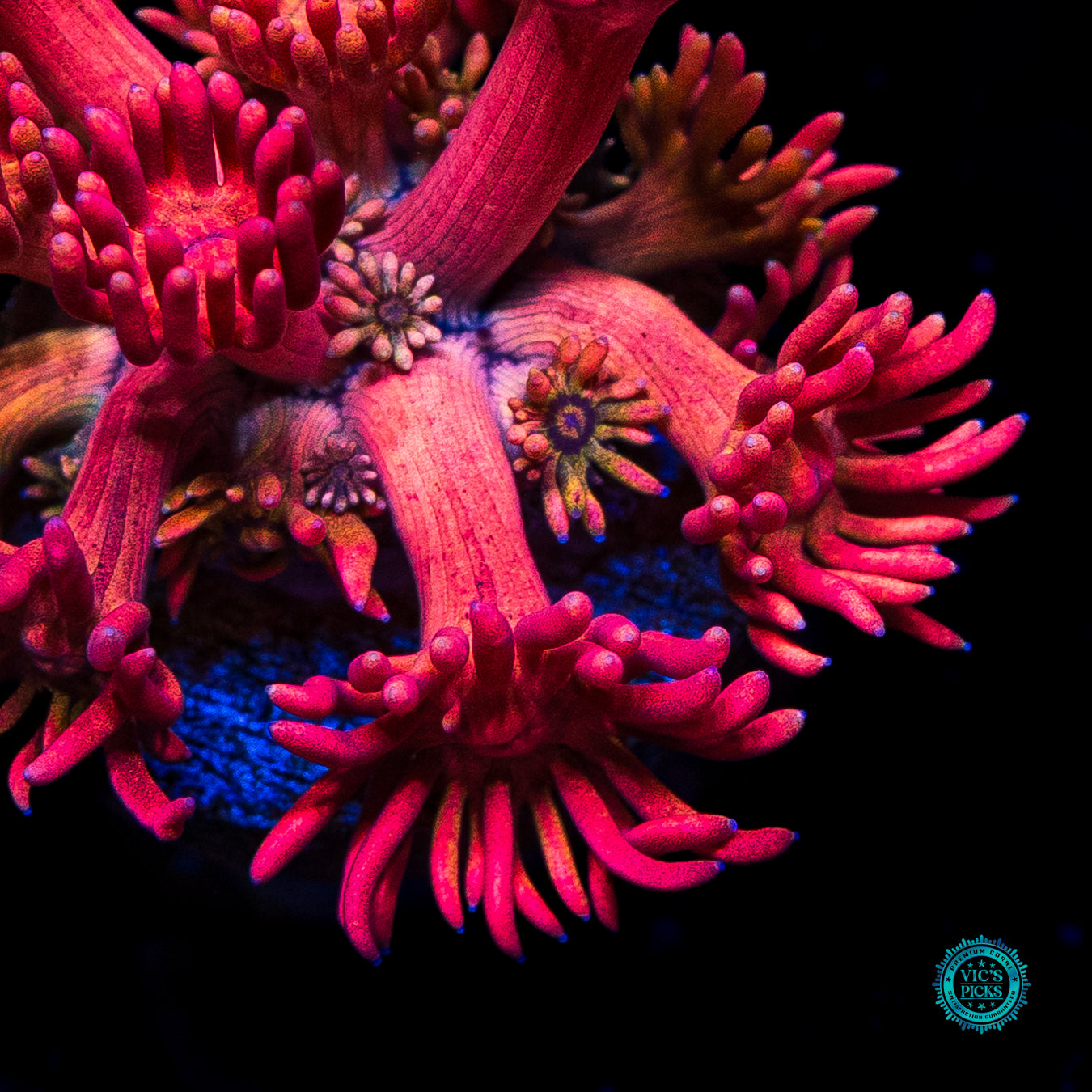 Orange Passion Goniopora