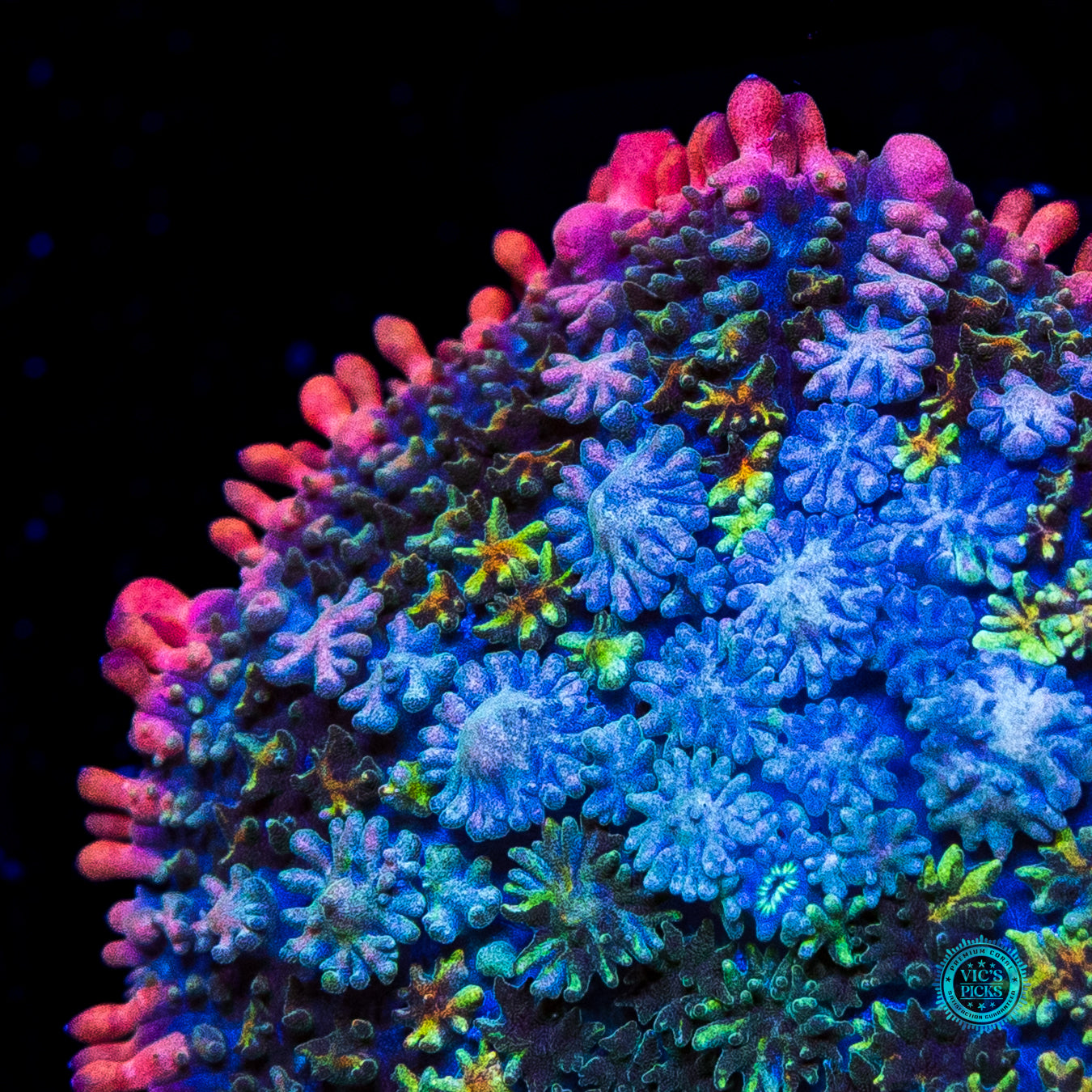 WWC Paradise Cove Carpet Mushroom