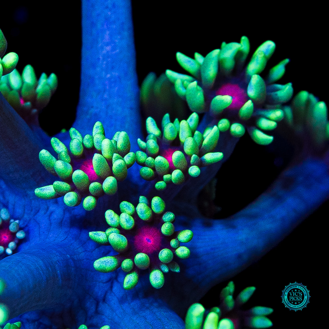WWC Poison Nova Goniopora
