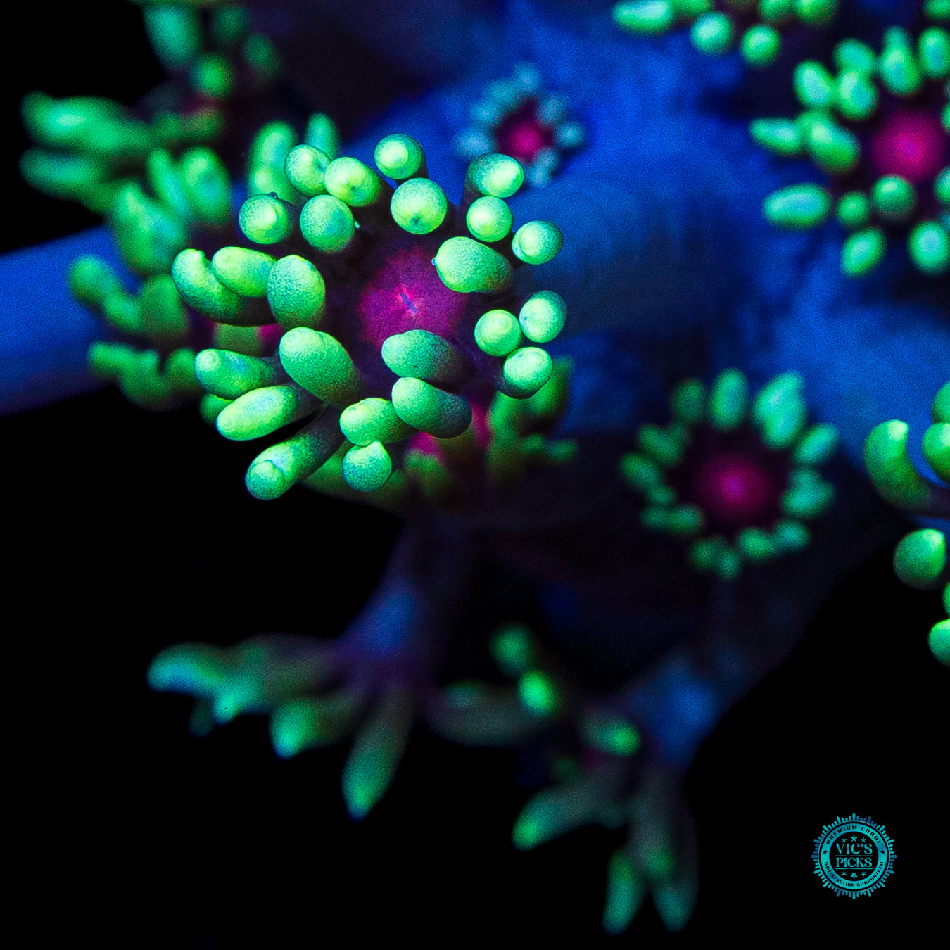 WWC Poison Nova Goniopora