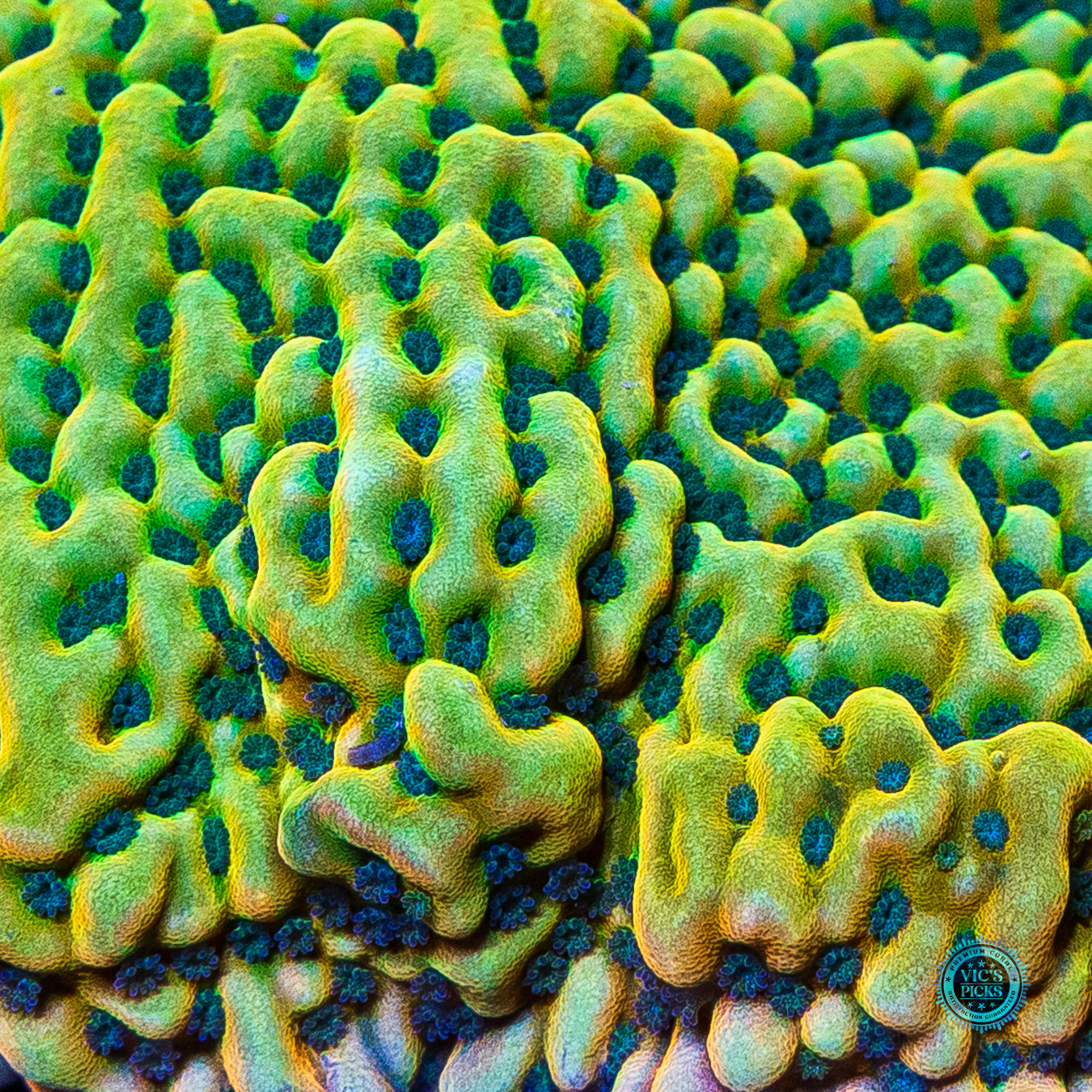 XXL Jason Fox Beach Bum Montipora