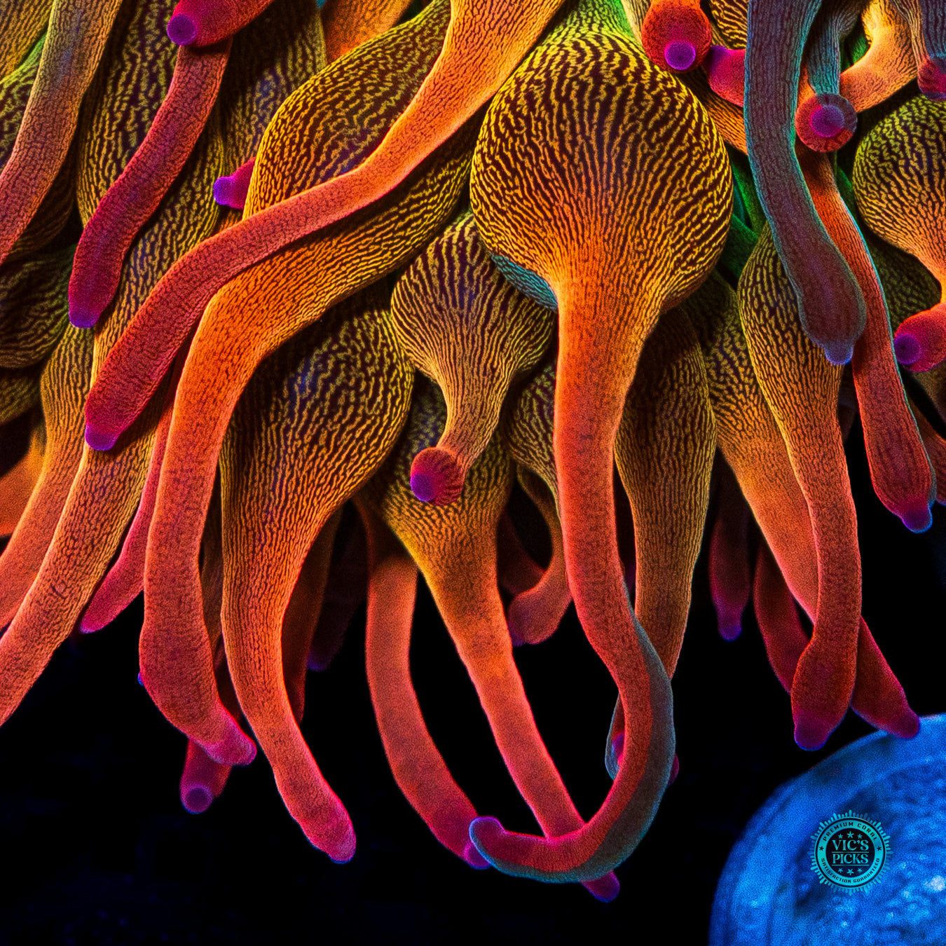 Nexus Burst Grafted Bubble Anemone