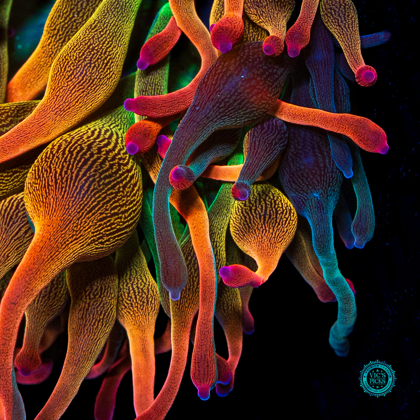 Nexus Burst Grafted Bubble Anemone