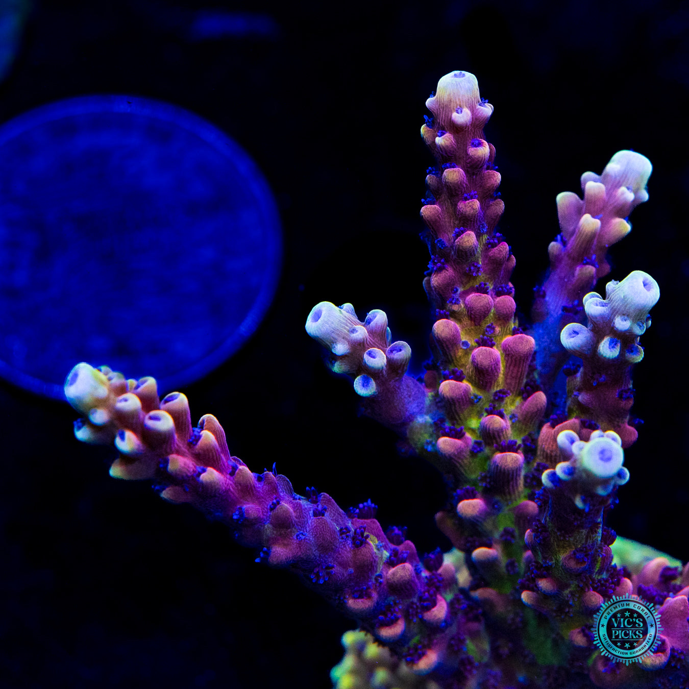 LG Pink Cadillac Acropora