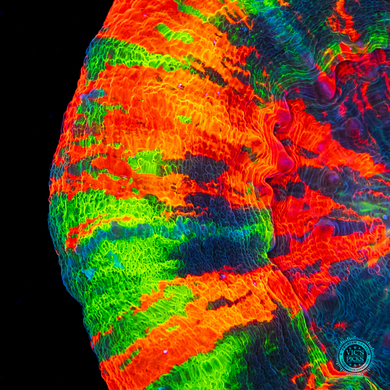 Masterful Incantations Scolymia