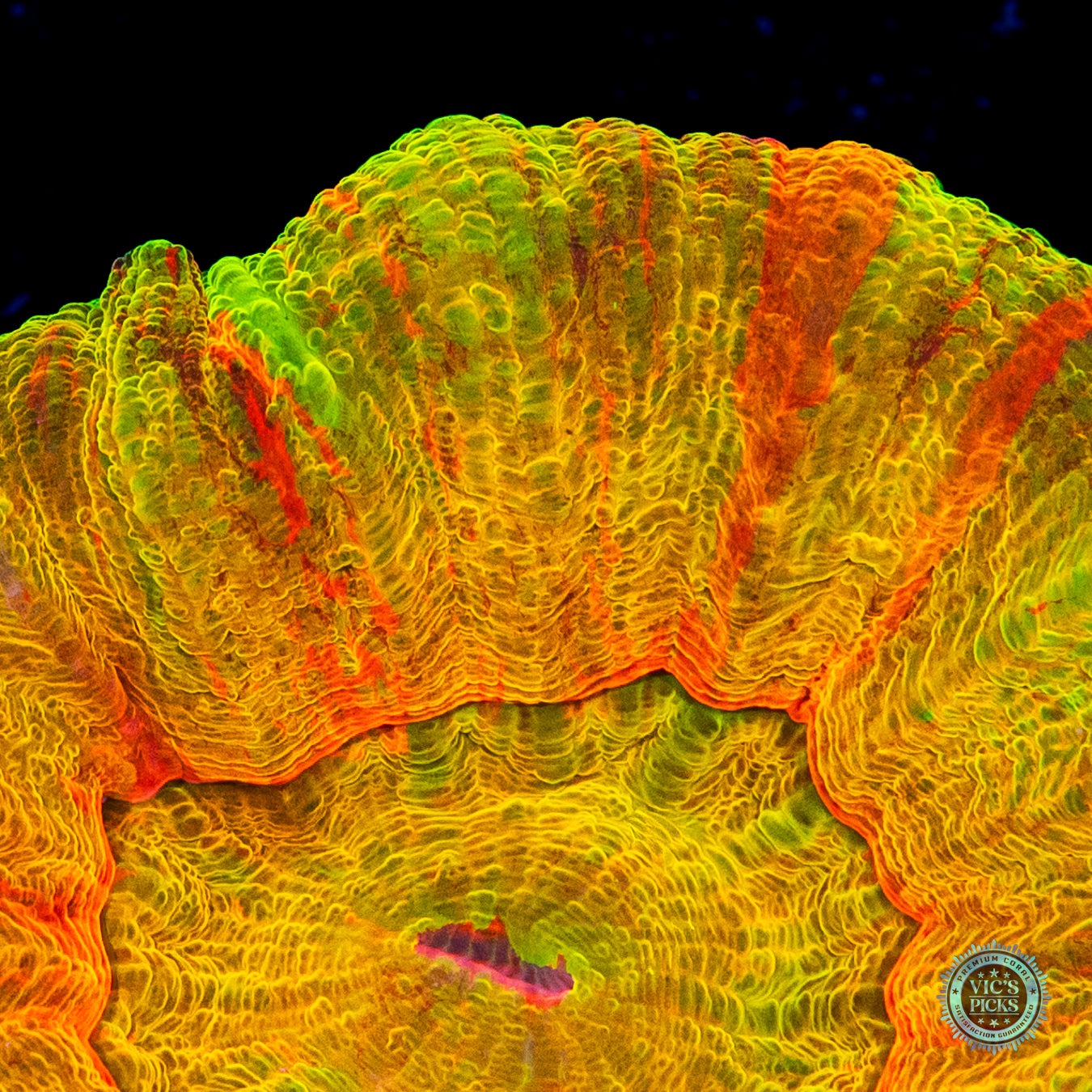 Plundered Treasure Scolymia
