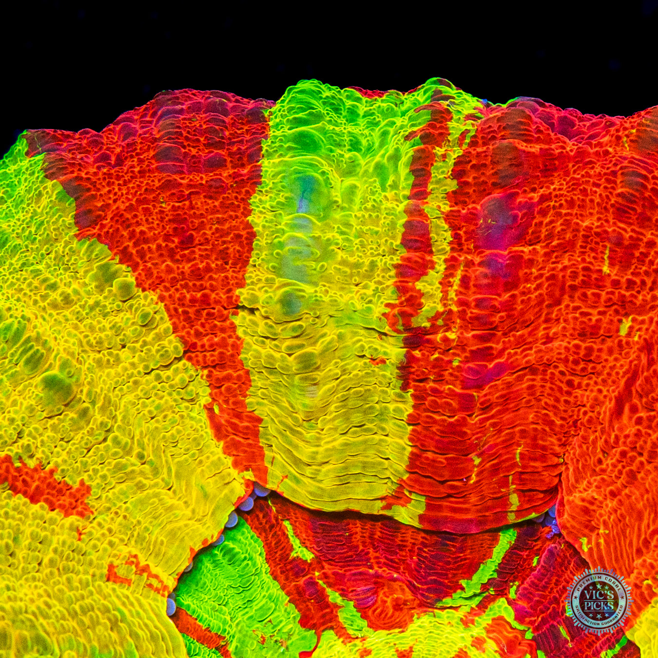 Bleeding Lemon Scolymia