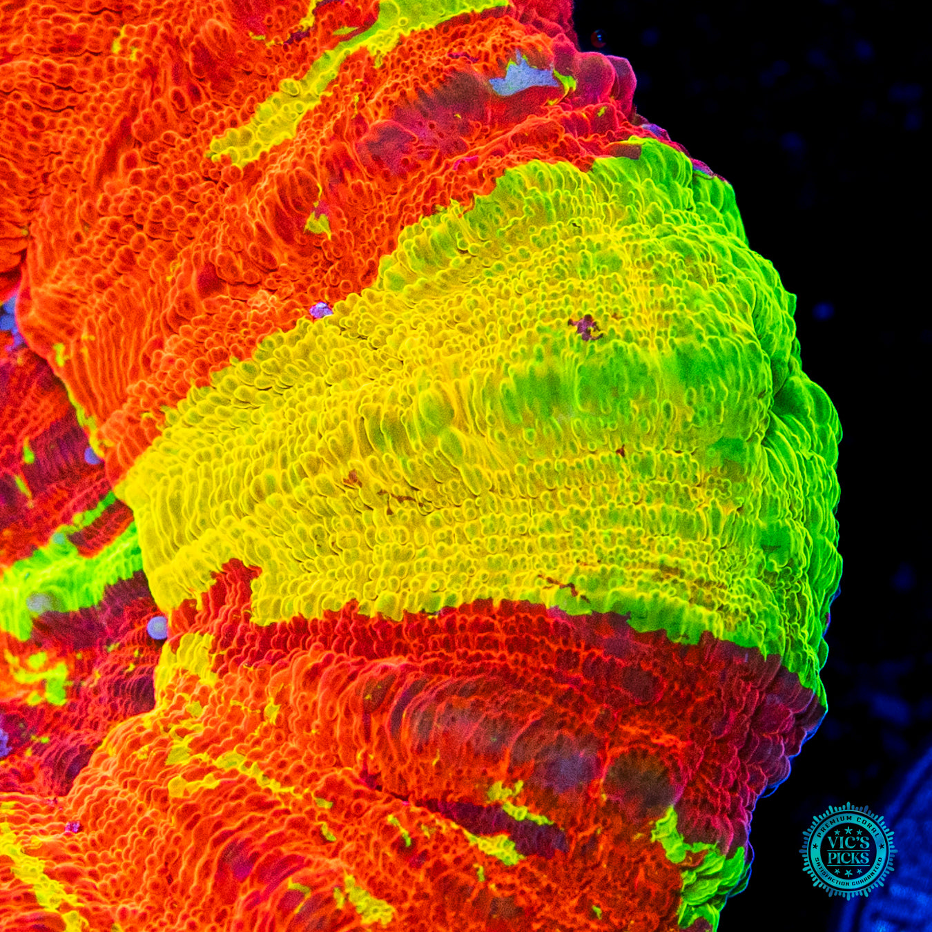 Bleeding Lemon Scolymia